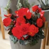 CGASPL Begonia Tuberhybrida Nonstop Mocca Cherry Flower Seeds 1 CGASPL Begonia Tuberhybrida Nonstop Mocca Cherry Flower Seeds