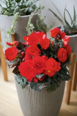 CGASPL Begonia Tuberhybrida Nonstop Mocca Cherry Flower Seeds 3 CGASPL Begonia Tuberhybrida Nonstop Mocca Cherry Flower Seeds