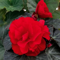 CGASPL Begonia Seeds Begonia Tuberhybrida Nonstop Mocca Deep Red Flower Seeds