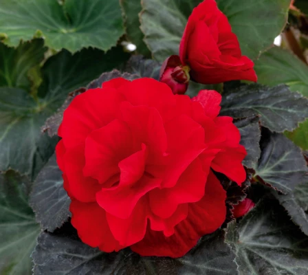 CGASPL Begonia Seeds Begonia Tuberhybrida Nonstop Mocca Deep Red Flower Seeds 3 CGASPL Begonia Seeds Begonia Tuberhybrida Nonstop Mocca Deep Red Flower Seeds