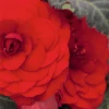 CGASPL Begonia Tuberhybrida Nonstop Mocca Red Flower Seeds