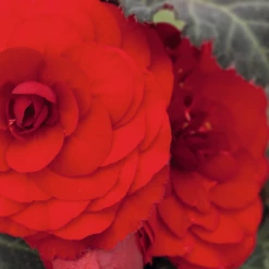 CGASPL Begonia Tuberhybrida Nonstop Mocca Red Flower Seeds