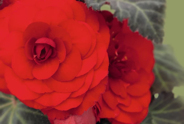 CGASPL Begonia Tuberhybrida Nonstop Mocca Red Flower Seeds 3 CGASPL Begonia Tuberhybrida Nonstop Mocca Red Flower Seeds