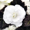 CGASPL Begonia Seeds Begonia Tuberhybrida Nonstop Mocca White Flower Seeds