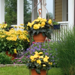 CGASPL Begonia Tuberhybrida Nonstop Mocca Yellow Flower Seeds