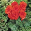 CGASPL Begonia Seeds Begonia Tuberhybrida Nonstop Orange Flower Seeds