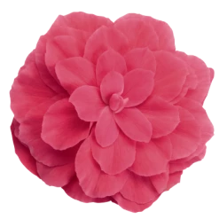 CGASPL Begonia Tuberhybrida Nonstop Pink Flower Seeds Begonia Seeds