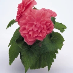 CGASPL Begonia Tuberhybrida Nonstop Pink Flower Seeds Begonia Seeds