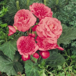 CGASPL Begonia Tuberhybrida Nonstop Pink Flower Seeds Begonia Seeds