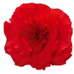 CGASPL Begonia Tuberhybrida Nonstop Red Flower Seeds Begonia Seeds