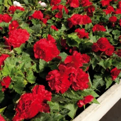 CGASPL Begonia Tuberhybrida Nonstop Red Flower Seeds Begonia Seeds