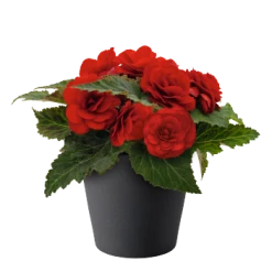 CGASPL Begonia Tuberhybrida Nonstop Red Flower Seeds Begonia Seeds