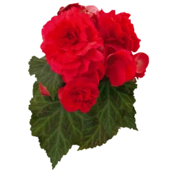 CGASPL Begonia Tuberhybrida Nonstop Red Flower Seeds Begonia Seeds