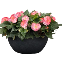 CGASPL Begonia Tuberhybrida Nonstop Rose Picotee Flower Seeds Begonia Seeds