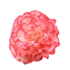 CGASPL Begonia Tuberhybrida Nonstop Rose Picotee Flower Seeds Begonia Seeds