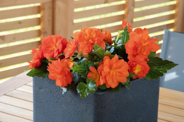 CGASPL Begonia Seeds Begonia Tuberhybrida Nonstop Sunset Flower Seeds 3 CGASPL Begonia Seeds Begonia Tuberhybrida Nonstop Sunset Flower Seeds