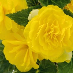 CGASPL Begonia Seeds Begonia Tuberhybrida Nonstop Yellow Flower Seeds