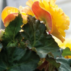 CGASPL Begonia Seeds Begonia Tuberhybrida Nonstop Yellow Red Back Flower Seeds