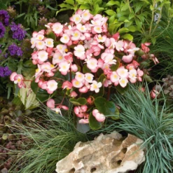 CGASPL Begonia Seeds Begonia Semperflorens Super Olympia Bicolor Flower Seeds 11 CGASPL Begonia Seeds Begonia Semperflorens Super Olympia Bicolor Flower Seeds