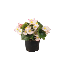 CGASPL Begonia Seeds Begonia Semperflorens Super Olympia Bicolor Flower Seeds 10 CGASPL Begonia Seeds Begonia Semperflorens Super Olympia Bicolor Flower Seeds