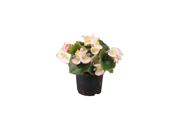 CGASPL Begonia Seeds Begonia Semperflorens Super Olympia Bicolor Flower Seeds 6 CGASPL Begonia Seeds Begonia Semperflorens Super Olympia Bicolor Flower Seeds