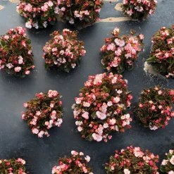 CGASPL Begonia Seeds Begonia Semperflorens Super Olympia Bicolor Flower Seeds 9 CGASPL Begonia Seeds Begonia Semperflorens Super Olympia Bicolor Flower Seeds