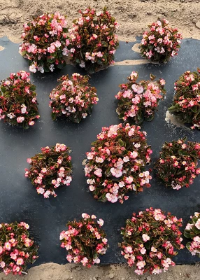 CGASPL Begonia Seeds Begonia Semperflorens Super Olympia Bicolor Flower Seeds 5 CGASPL Begonia Seeds Begonia Semperflorens Super Olympia Bicolor Flower Seeds