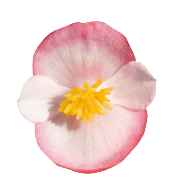 CGASPL Begonia Seeds Begonia Semperflorens Super Olympia Bicolor Flower Seeds 4 CGASPL Begonia Seeds Begonia Semperflorens Super Olympia Bicolor Flower Seeds