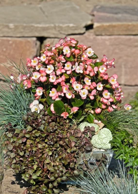 CGASPL Begonia Seeds Begonia Semperflorens Super Olympia Bicolor Flower Seeds 3 CGASPL Begonia Seeds Begonia Semperflorens Super Olympia Bicolor Flower Seeds