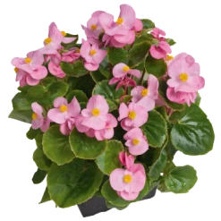 CGASPL Begonia Semperflorens Super Olympia Pink Flower Seeds Begonia Seeds 10 CGASPL Begonia Semperflorens Super Olympia Pink Flower Seeds Begonia Seeds