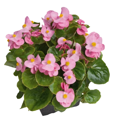 CGASPL Begonia Semperflorens Super Olympia Pink Flower Seeds Begonia Seeds 5 CGASPL Begonia Semperflorens Super Olympia Pink Flower Seeds Begonia Seeds