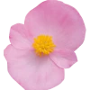 CGASPL Begonia Semperflorens Super Olympia Pink Flower Seeds Begonia Seeds 2 CGASPL Begonia Semperflorens Super Olympia Pink Flower Seeds Begonia Seeds