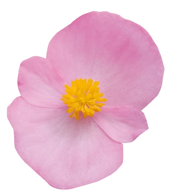 CGASPL Begonia Semperflorens Super Olympia Pink Flower Seeds Begonia Seeds 3 CGASPL Begonia Semperflorens Super Olympia Pink Flower Seeds Begonia Seeds