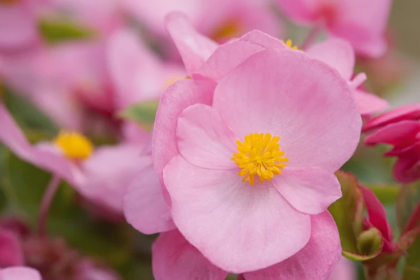CGASPL Begonia Semperflorens Super Olympia Pink Flower Seeds Begonia Seeds 4 CGASPL Begonia Semperflorens Super Olympia Pink Flower Seeds Begonia Seeds