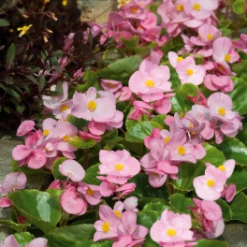 CGASPL Begonia Semperflorens Super Olympia Pink Flower Seeds Begonia Seeds 12 CGASPL Begonia Semperflorens Super Olympia Pink Flower Seeds Begonia Seeds