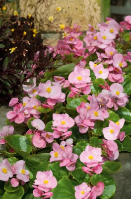 CGASPL Begonia Semperflorens Super Olympia Pink Flower Seeds Begonia Seeds 7 CGASPL Begonia Semperflorens Super Olympia Pink Flower Seeds Begonia Seeds