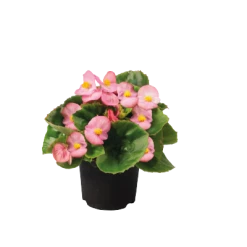 CGASPL Begonia Semperflorens Super Olympia Pink Flower Seeds Begonia Seeds 13 CGASPL Begonia Semperflorens Super Olympia Pink Flower Seeds Begonia Seeds
