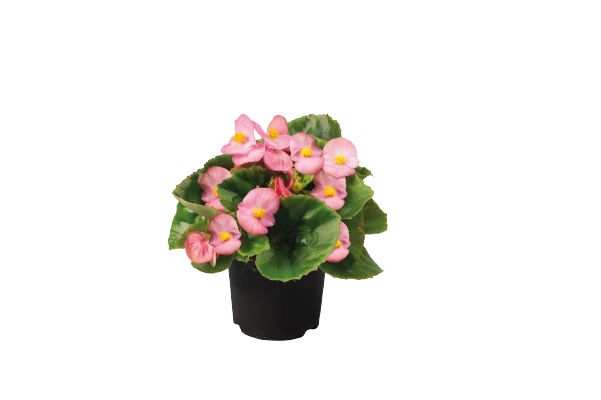 CGASPL Begonia Semperflorens Super Olympia Pink Flower Seeds Begonia Seeds 8 CGASPL Begonia Semperflorens Super Olympia Pink Flower Seeds Begonia Seeds