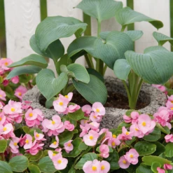 CGASPL Begonia Semperflorens Super Olympia Pink Flower Seeds Begonia Seeds 11 CGASPL Begonia Semperflorens Super Olympia Pink Flower Seeds Begonia Seeds