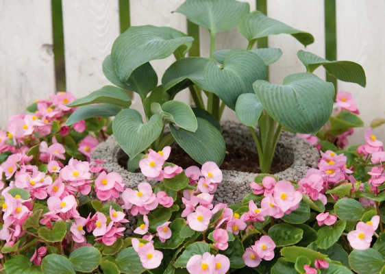 CGASPL Begonia Semperflorens Super Olympia Pink Flower Seeds Begonia Seeds 6 CGASPL Begonia Semperflorens Super Olympia Pink Flower Seeds Begonia Seeds