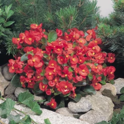 CGASPL Begonia Semperflorens Super Olympia Red Flower Seeds Begonia Seeds 9 CGASPL Begonia Semperflorens Super Olympia Red Flower Seeds Begonia Seeds