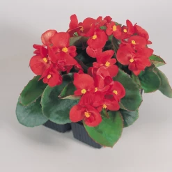 CGASPL Begonia Semperflorens Super Olympia Red Flower Seeds Begonia Seeds 8 CGASPL Begonia Semperflorens Super Olympia Red Flower Seeds Begonia Seeds