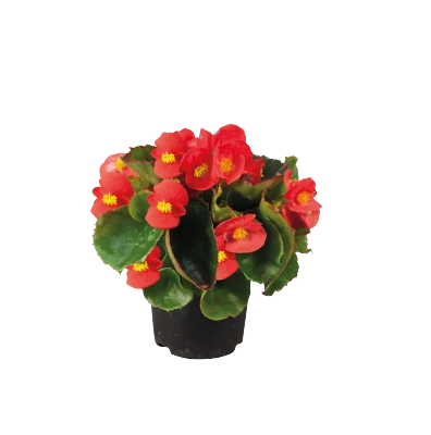 CGASPL Begonia Semperflorens Super Olympia Red Flower Seeds Begonia Seeds 4 CGASPL Begonia Semperflorens Super Olympia Red Flower Seeds Begonia Seeds