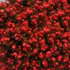 CGASPL Begonia Semperflorens Super Olympia Red Flower Seeds Begonia Seeds 2 CGASPL Begonia Semperflorens Super Olympia Red Flower Seeds Begonia Seeds