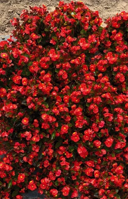 CGASPL Begonia Semperflorens Super Olympia Red Flower Seeds Begonia Seeds 3 CGASPL Begonia Semperflorens Super Olympia Red Flower Seeds Begonia Seeds