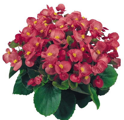 CGASPL Begonia Semperflorens Super Olympia Rose Flower Seeds Begonia Seeds 6 CGASPL Begonia Semperflorens Super Olympia Rose Flower Seeds Begonia Seeds