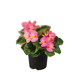CGASPL Begonia Semperflorens Super Olympia Rose Flower Seeds Begonia Seeds 8 CGASPL Begonia Semperflorens Super Olympia Rose Flower Seeds Begonia Seeds
