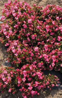 CGASPL Begonia Semperflorens Super Olympia Rose Flower Seeds Begonia Seeds 4 CGASPL Begonia Semperflorens Super Olympia Rose Flower Seeds Begonia Seeds