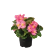 CGASPL Begonia Semperflorens Super Olympia Rose Flower Seeds Begonia Seeds 2 CGASPL Begonia Semperflorens Super Olympia Rose Flower Seeds Begonia Seeds