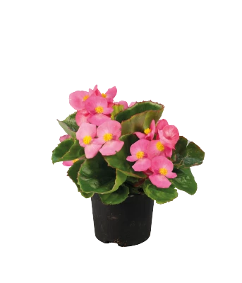 CGASPL Begonia Semperflorens Super Olympia Rose Flower Seeds Begonia Seeds 3 CGASPL Begonia Semperflorens Super Olympia Rose Flower Seeds Begonia Seeds